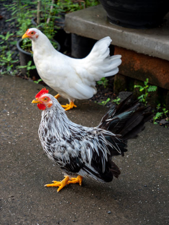 The Japanese Chicken Mixed with Native Standing behind The White Japanese Chicken