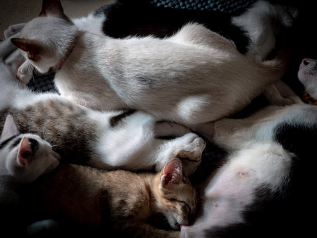 The Kittens Breastfeeding while The Mother Black and White Cat Lying and Another Cats Hugging on The Tile Floorの写真素材