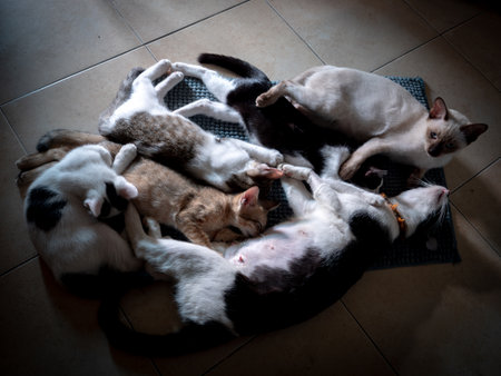 The Kittens Breastfeeding while The Mother Black and White Cat Lying and Another Cats Hugging on The Tile Floorの写真素材