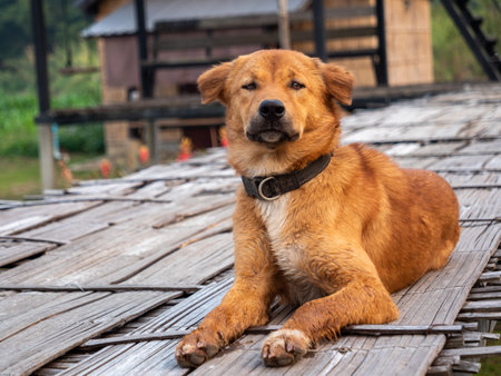 The Brown Dog wear Leather Collar and Wet Legs on The Bamboo Bridgeの写真素材