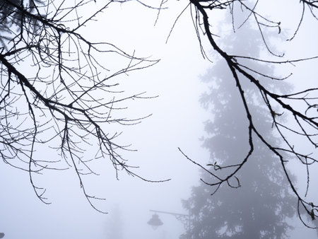 The abstract of The Silhouette Tree Branch without Leaves behind Big Pine in The Foggy Dayの写真素材