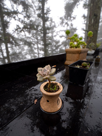 The Succulents in The Clay Pot on an Old Wooden Table Wet on a Foggy Day behind The Pines Gardenの写真素材