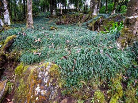 The Fountain Plant on The Stone in The Forest at The Mountain