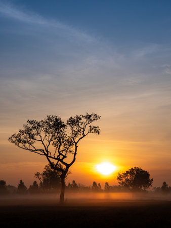 The Fog Moving on The Soil Surface with The Silhouette Tree behind The Sunrise in Countrysideの写真素材