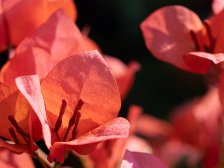 The Red Pollens of Bougainvillea behind The Dark Backgroundの写真素材