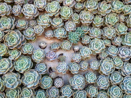 The Rose-like Cactus Attached to The water-absorbing Material Boardの写真素材