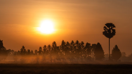 The Fog Moving on The Soil Surface with The  Silhouette Tree behind The Sunrise in Countrysideの写真素材