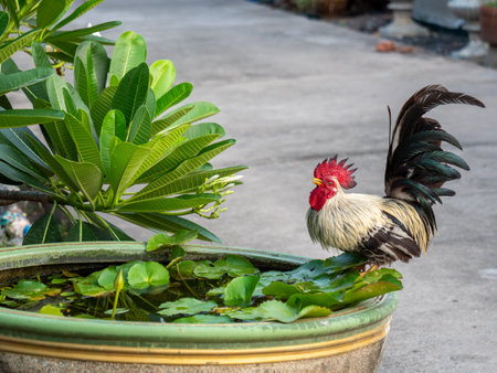 The Mixed Color Bantam Chicken Drinking Peacefully Water on The Lotus Potの写真素材