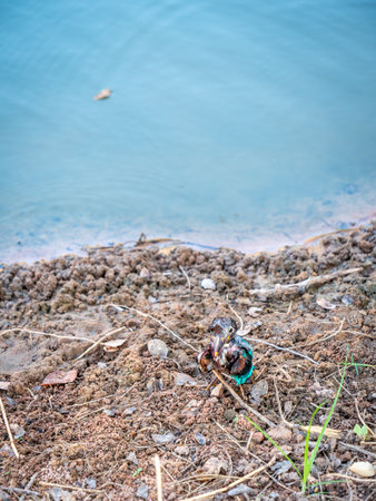 The Mixed Colors Kingfisher by a Natural Pond