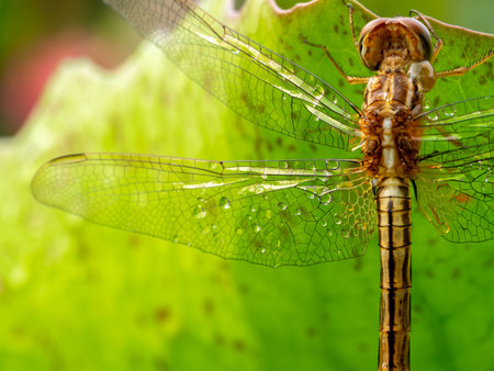 The Pattern of Dragonfly with Raindrops in Wings behind The Green Leaf in The Gardenの写真素材