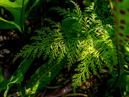 The Pattern of Giant-hairfoot Leaf in The Gardenの写真素材