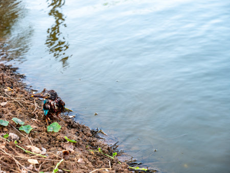 The Kingfisher Walking by a Natural Pondの写真素材