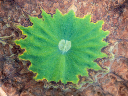 The Pattern of Decay Lotus Leaf in The Pondの写真素材