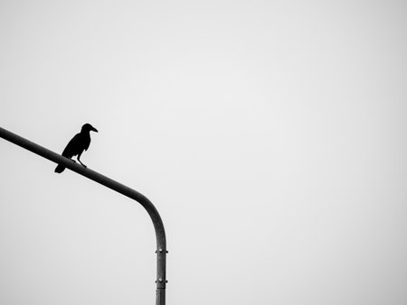 A Silhouette crow perched high on a streetlight, observing the world below with keen eyes.の写真素材