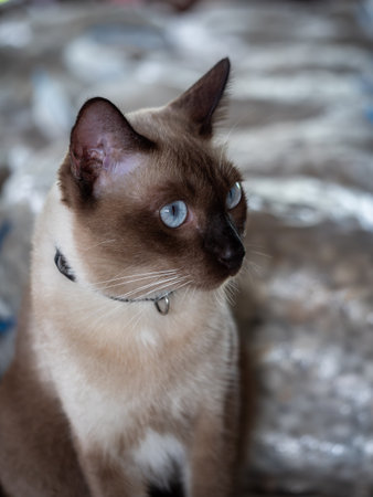 A captivating close-up portrait of a Siamese cat with striking blue eyes and a sleek, light-colored coatの写真素材