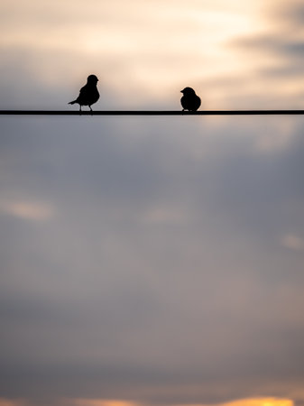 Two Sparrows Silhouetted Against the Evening Skyの写真素材