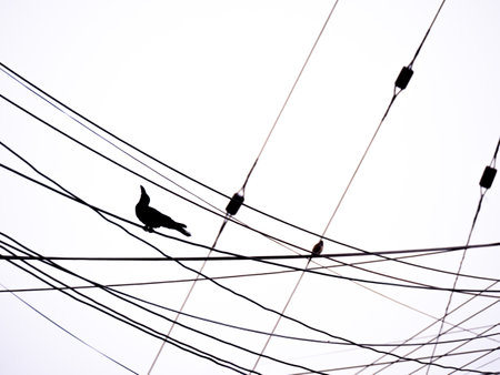 Majestic Silhouette Crow Posing Proudly on Power Lines Against a Dramatic Skyの写真素材