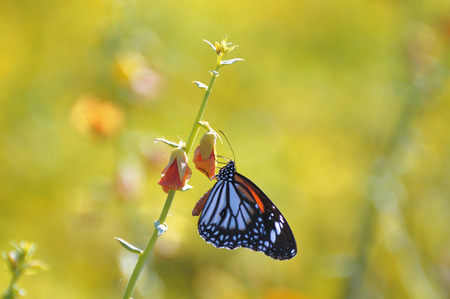 butterflyの写真素材