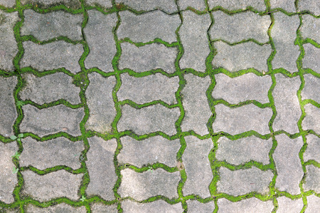 The moss between brick gapの写真素材
