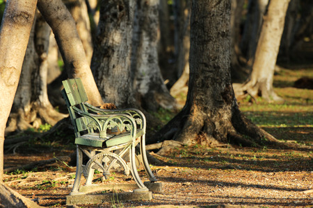 Lonely Chair under Sunshine in the Woodsの写真素材