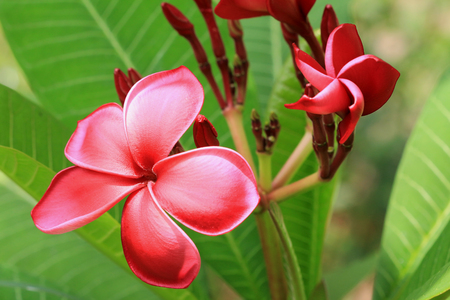 Red Frangipani Flower Close upの写真素材