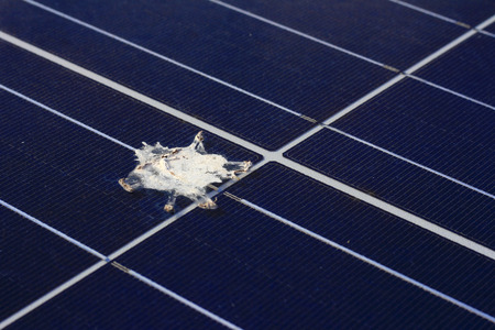 Bird Shit on Solar Panel Surfaceの写真素材