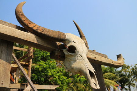 Buffalo Skullの写真素材