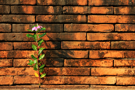Catharanthus roseus grow up between Red Bricks Hope and Brave Conceptの写真素材
