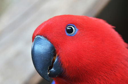 Red parrot close up look - in tropical forest の写真素材