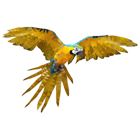 flying Parrots macawの写真素材