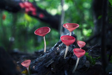 Fungi cup mushroom in on mountain,red Mushroom Champagne の写真素材