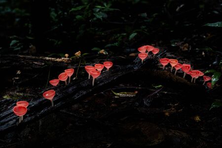 Fungi cup mushroom in on mountain,red Mushroom Champagne の写真素材