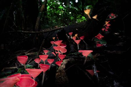 Fungi cup mushroom in on mountain,red Mushroom Champagne の写真素材