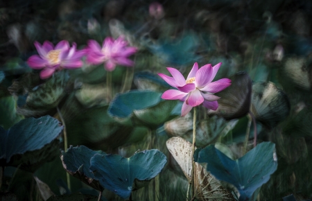 Pink lotus in full bloomの写真素材