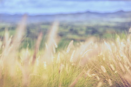 Grass flower on the mountainの写真素材