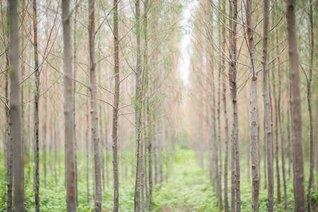 Pine Farm in shallow dept of field の写真素材