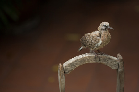 Young pigeon standing on a wooden bucketの写真素材