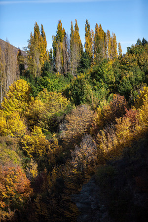 Colorful autumn forest on the mountain, Arrowtown, New Zealand