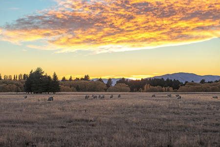 Flock of sheep on a grass land at sunriseの写真素材