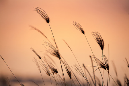 Wild flower with last beams of sunlight in the background