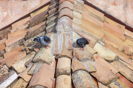 Pigeon on the roof around bell tower in Dubrovnik, Croatiaの写真素材