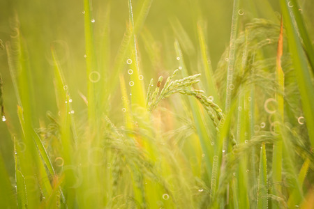 Paddy field in the morning sun with sparkling  dew drops.の写真素材