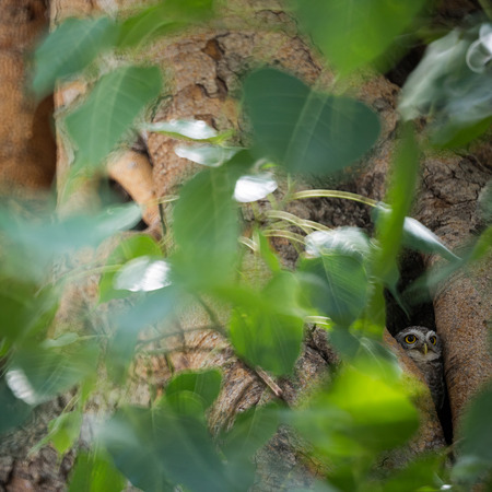 Spotted owls in tree hollow in the forest of Thailandの写真素材