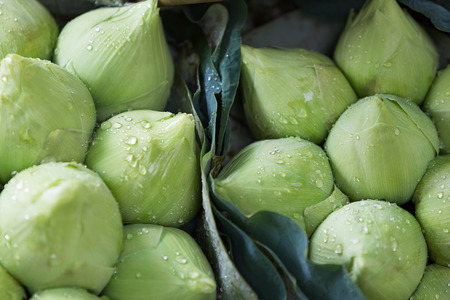 Fresh water lily flower in the market  Pakklong talad Bangkok Thailandの写真素材