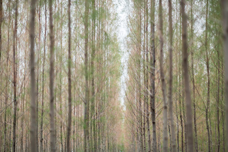 Pine Farm with shallow dept of field and selective focusの写真素材