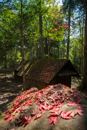 Abandon log cabins in the forest with selective focus on the red maple leafs on the rock, Phu hin rong kla national park, Thailand.の写真素材