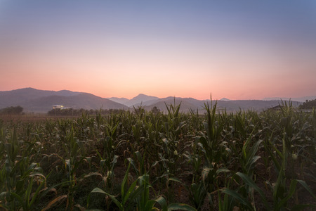 Corn farm in countryside with mountain range and sunrise in the backgroundの写真素材