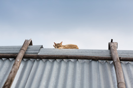 Cat sleeping on top of the metal sheet roofの写真素材