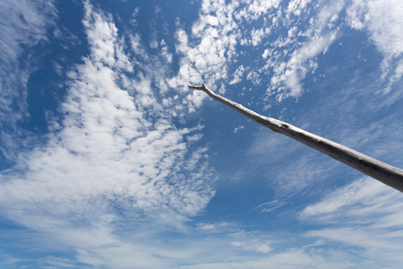 dried trunk of dead tree stand and point up to the blue sky with cloudscapeの写真素材