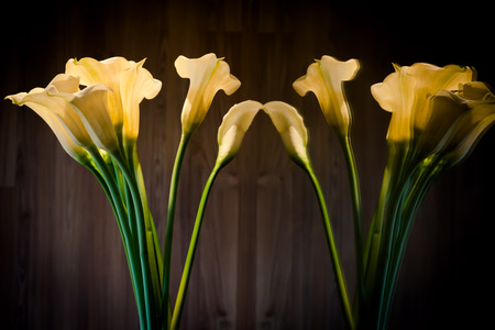 yellow flowers with long stem lit by spot light against wooden wall and mirror in vintage looks and dark tone.の写真素材